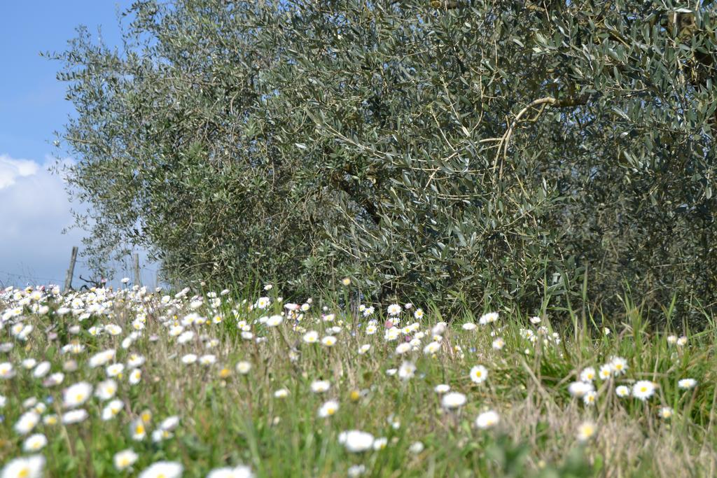 Agriturismo La Querce Farm stay